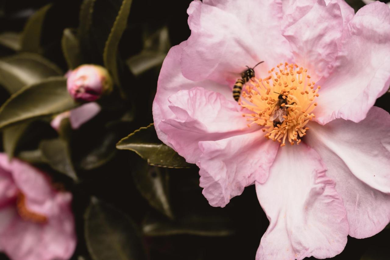 Walton House Bed & Breakfast Huonville Luaran gambar